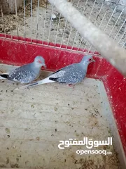  4 جوز ماسي شغال