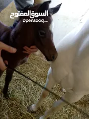  1 مهر عربي اصيل مع اوراق مواليد شهر 4/2025