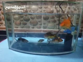  1 سمك زينه مع الحوض للبيع بسعر مغري جدا