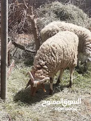  4 خروف ونعجة ربي يبارك