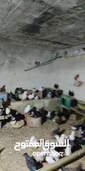  2 حمام للبيع اجنبي اجواز وفي بلدي اكمن حبه مشكل مشاء الله يطرح البركه لاصحاب النصيب