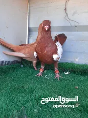  2 اربع جواز شغالات بعون الله  