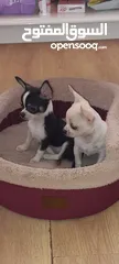  9 Chihuahua puppies
