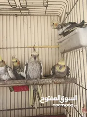  5 فراخ كوكتيل عمر اقل من شهرين وفراخ زق يدوي