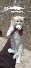  1 قطط شيرازي اصل للبيع العمر شهر