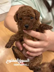  4 CHARMING RED TOY POODLE PURE BREED HOME RAISED  HEALTHY PUPPIES