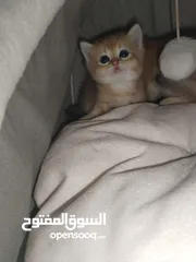  7 قطط سكوتش ny11 ny 25 بيور جمجمه عريضه زي الالعاب