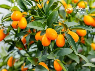 12 اشجار مثمره