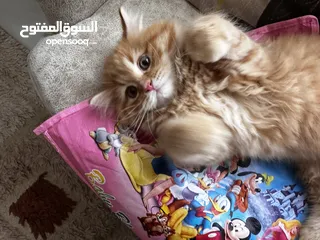  4 قط شيرازي صغير للبيع