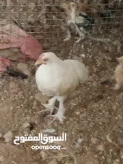  16 دجاج مهجن كوشن يصلح للتربية والذبح قريب الأنتاج