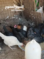  7 طيور متنوعه نضيفه كتير ترباية بيت مو قصص تجار