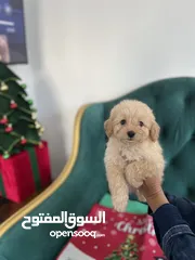  10 Cute poodle