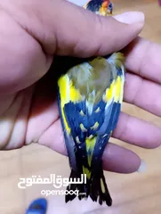  10 حبات طفرات حسون طفرات سائده