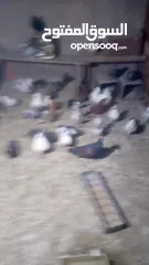  21 جوز حمام يمامه للبيع صحه ونضافه وشغال