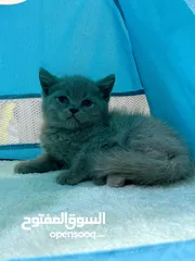  2 سكوتش فولد § برتش بييوووور