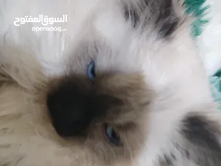  3 قط هملايا صغير