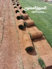  6 نجيل ديكوندرا ونجيل طبيعي