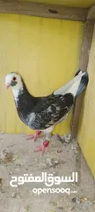  9 الحمام البيع في السلط