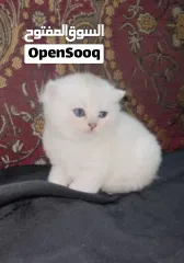  16 Pure Scottish/ بيور سكوتش