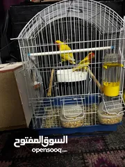  7 جوز روز لاتينو عين حمرة تحتهم اربع بيضات مع قفص ثلث معالف جديد وكوخ كبير جديد