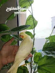  4 2 hand-feeding cockateil chicks tamed and friendly