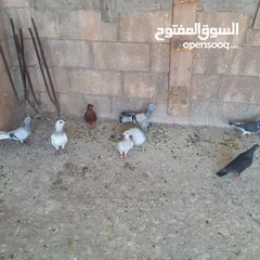  7 حمام البيع