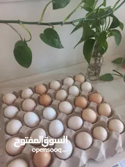  2 بيض مخصب قابل للتحضين، خليط سلالات