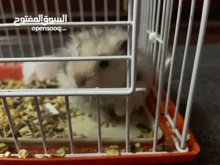  6 هامستر للبيع بسعر مغري مع قفص