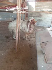  2 كبش للبيع وزن قريب 100