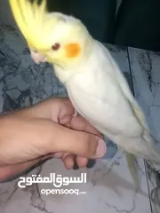  4 طير كوكتيل للبيع