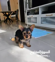  4 Yorkie Terrier