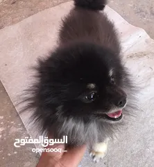  2 كلب بومرينيان