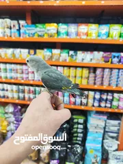  3 طير روز فرخ صغير فطم حديث ، عبارة عن لعبه بايدك مافي عضة بتاتاً مناسب للاطفال