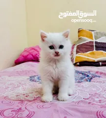  2 قطط شيرازي صغيره (2)