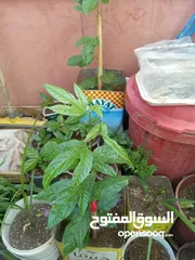  4 نباتات للبيع