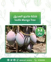  3 شتلات و أشجار المانجو المختلفة لدى مشتل الأرياف بأسعار مناسبة ومنافسة  mango tree