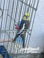  4 جوز كوكتيل تحتو ثلاث فراخ