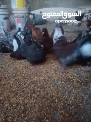  1 حمام للبيع