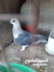  2 طواير مخاليف