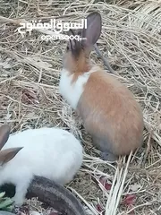  2 أرانب للبيع ذكور وإناثي شغالات وبداية شغل