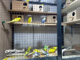  1 budgies and canary and cocktail for sale