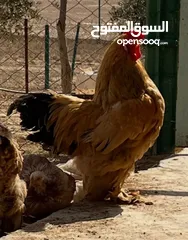  1 ديوك براهيمي للبيع  اتصل لمعرفت السعر والسعر منخفض لحق حالك وتل أو ابعث رساله