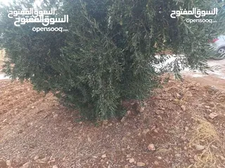  17 لقطه مزرعه مع بيت ريفي 48 الف قابل للتفاوض منطقه ريف جرش