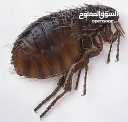  8 مكافحة الحشرات والقوارض للبيوت والمحلات والفنادق والشركات