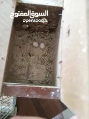  7 طيور حب للبيع
