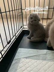  6 SCOTTISH FOLD AND BRITISH SHORT HAIR