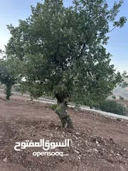  8 أرض مميزه _الصبيحي _ بيوضه الشماليه