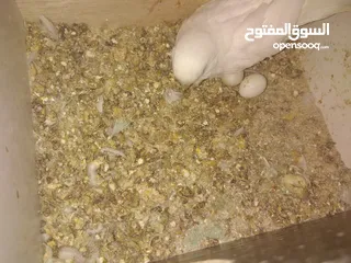  12 3 جواز حب مع فراخ  بيض مقفصات للبيع