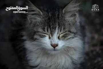  5 كاميرا Canon 5D Mark II مع عدسة زوم بسعر مغري!
