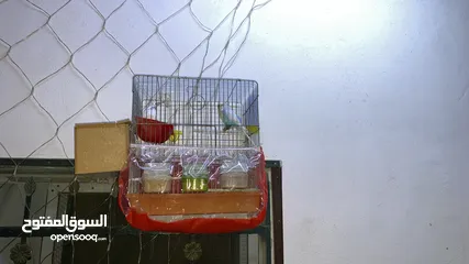  2 طيور حب للبيع
